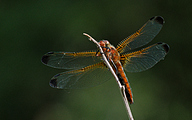 AS Blue Chaser (Libellula fulva)